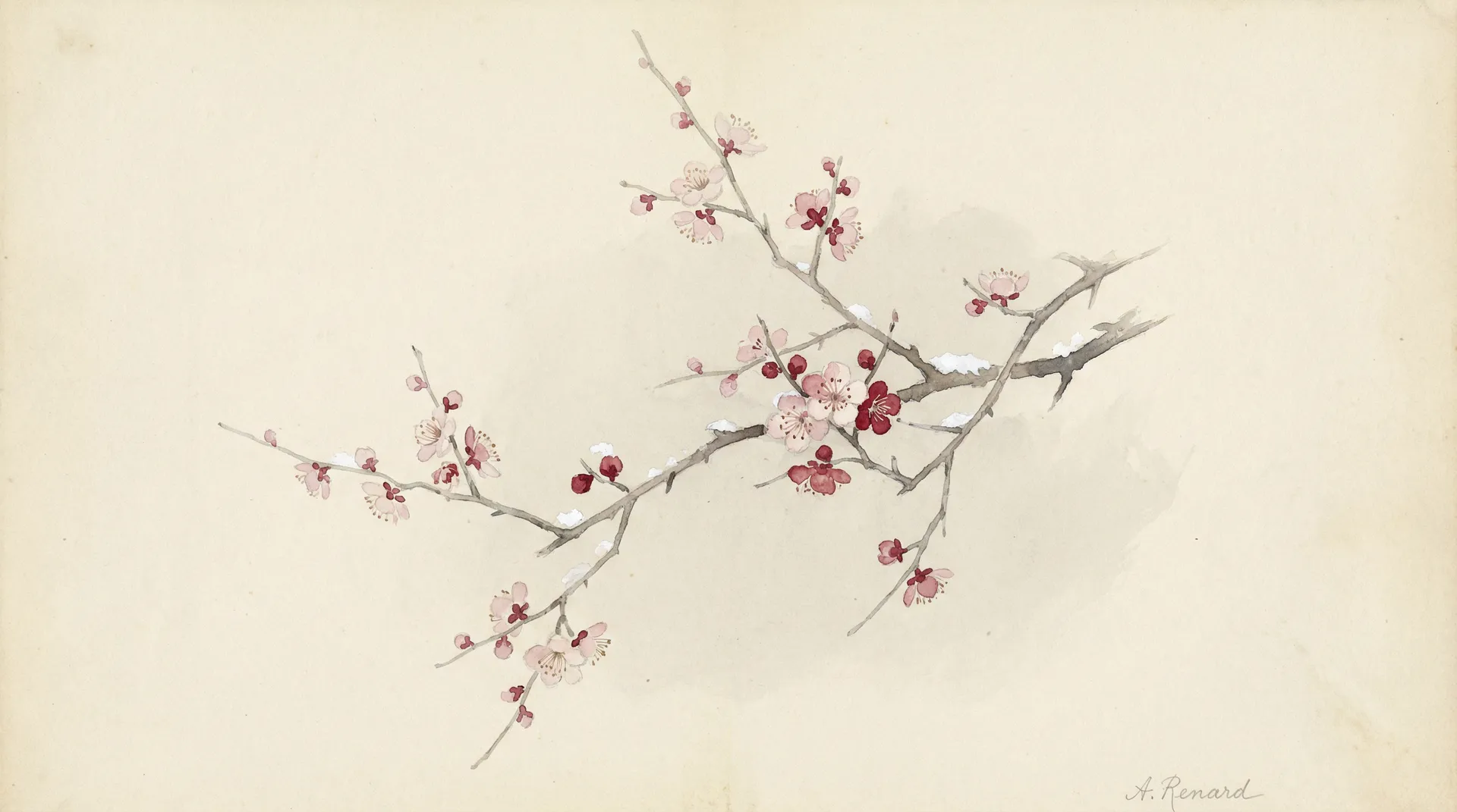 冬日梅花水彩画 - 小宝探花